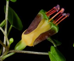 Image: P.B. Heenan © Landcare Research 2014 